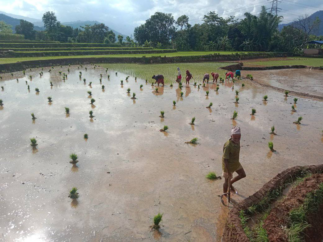 देशभर ९१ प्रतिशत धान रोपाइँ सम्पन्न, गत वर्षको तुलनामा आठ प्रतिशतले कमी