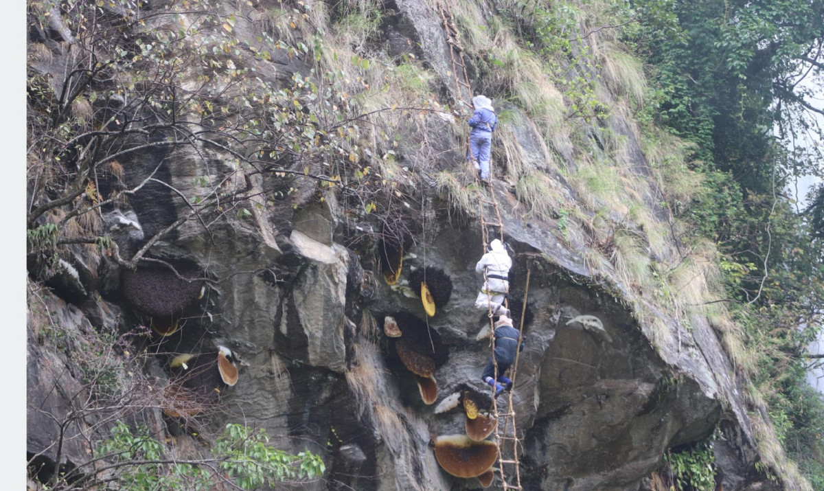 मह काढ्ने परम्परालाई जीवन्त राख्न पुस्ता हस्तान्तरण