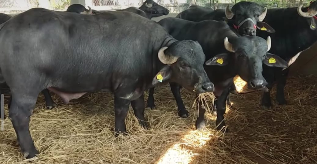 ४९ हजार बढी पशुचौपायामा कृत्रिम गर्भाधान
