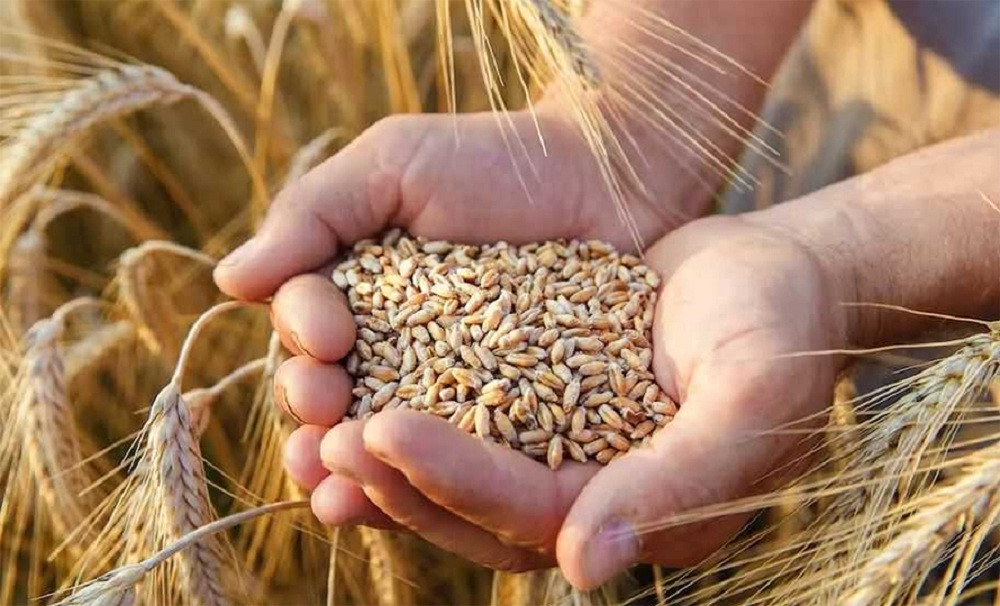 झापामा सात लाख ६१ हजार मेट्रिक टन खाद्यान्न उत्पादन