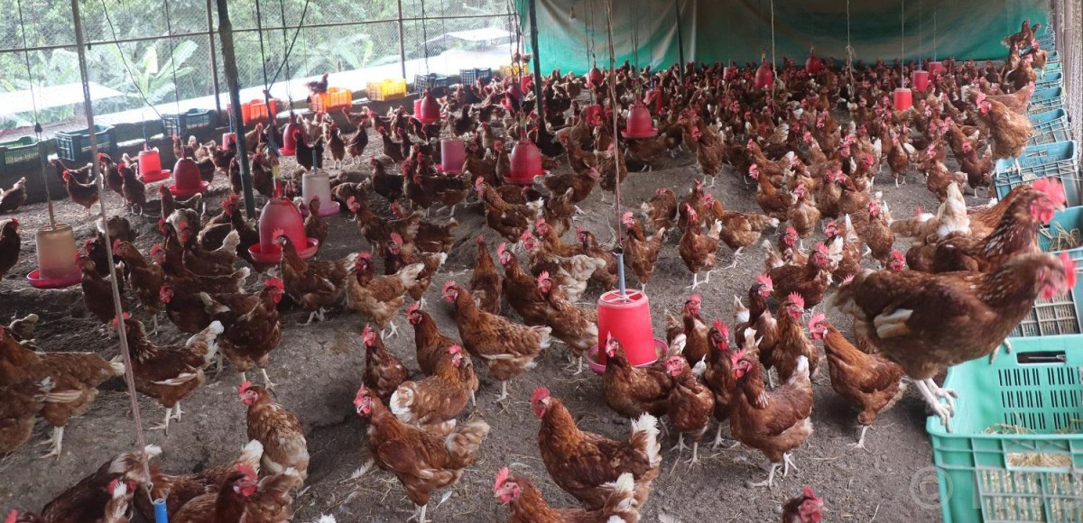 गाउँ फर्किएर दाजुभाइले सुरु गरेको कुखुरापालन