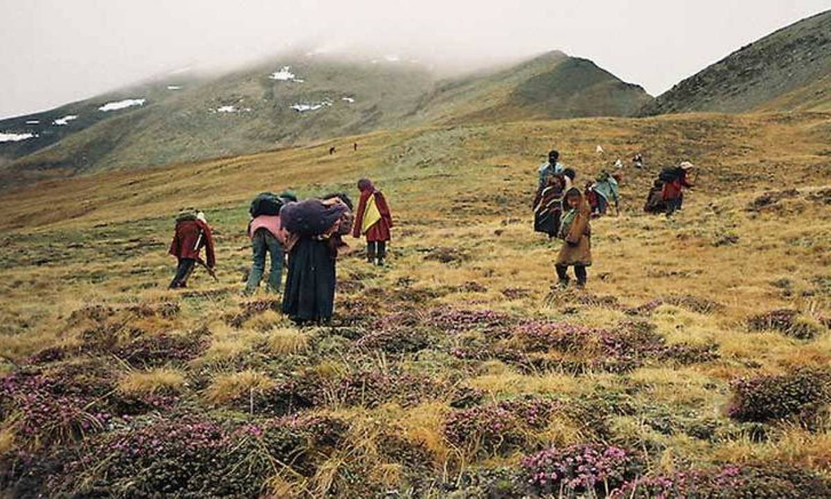 डोल्पामा जेठ पहिलो सातादेखि यार्सागुम्बा सङ्कलन शुरु हुने