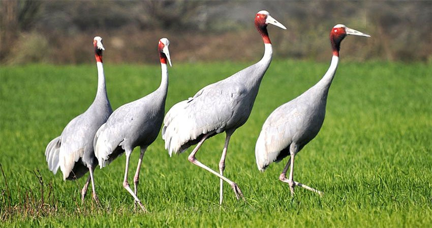 कञ्चनपुर र कैलालीमा सारसको सङ्ख्या बर्सेनि घट्दै