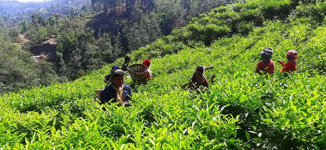तीन अर्ब ८६ करोडको चिया निर्यात, ४० प्रतिशतले बढ्यो
