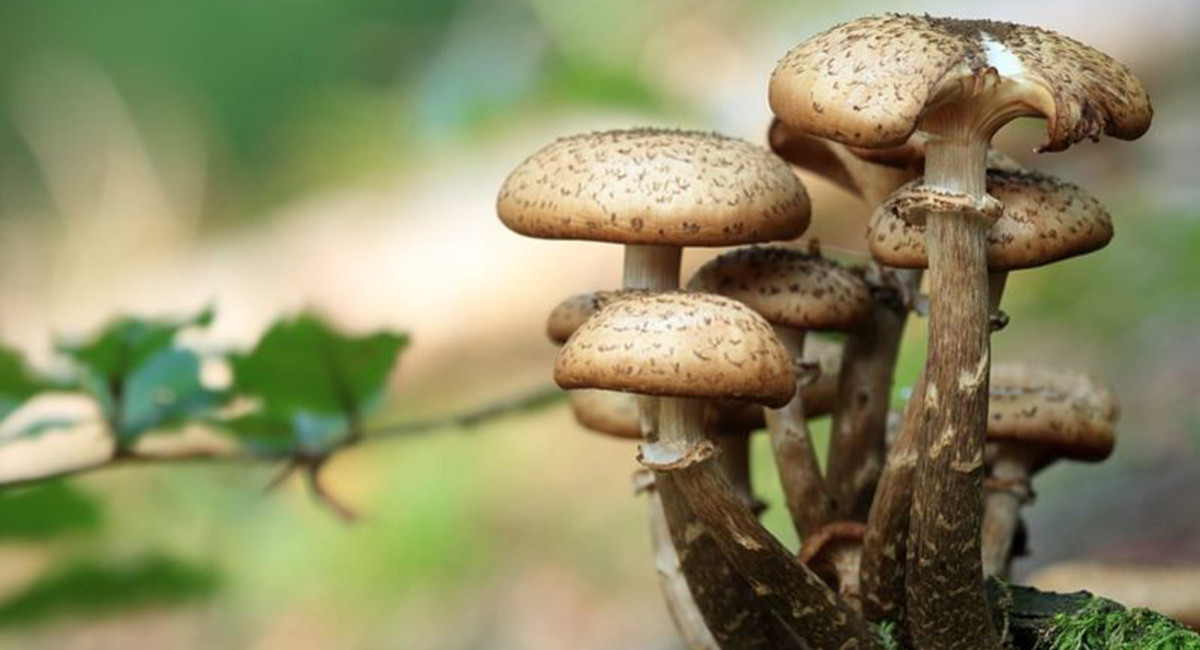 विषालु च्याउ खाँदा गुल्मीमा एकै परिवारका तीन जना बिरामी