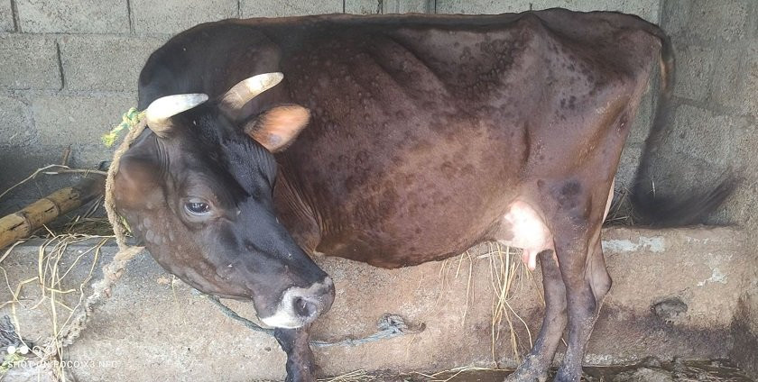 लम्पी स्किनको सङ्क्रण फेरि फैलदैँ