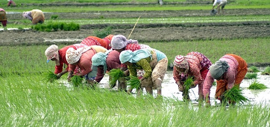 बागमती प्रदेशमा २० प्रतिशत धान रोपाइँ सम्पन्न