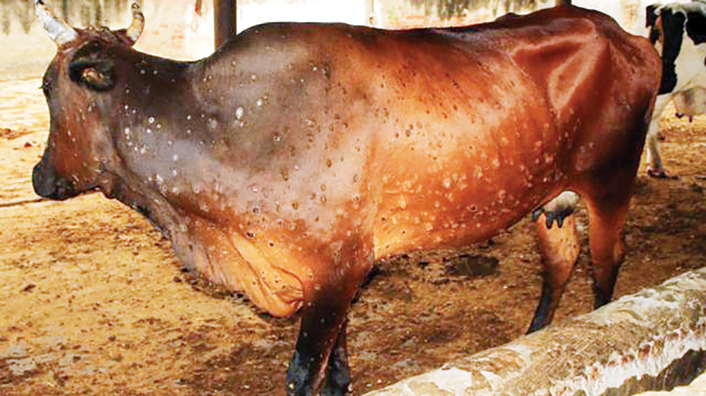 लम्पी स्किन रोगले रौतहटको चन्द्रपुरका पशु मर्न थाले