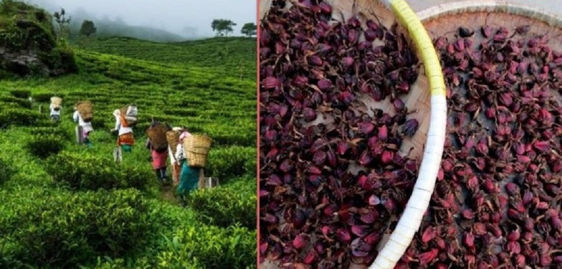 मेची भन्सारबाट ३२ प्रतिशतले बढ्याे चिया निर्यात, अलैँचीको निर्यातमा भने गिरावट