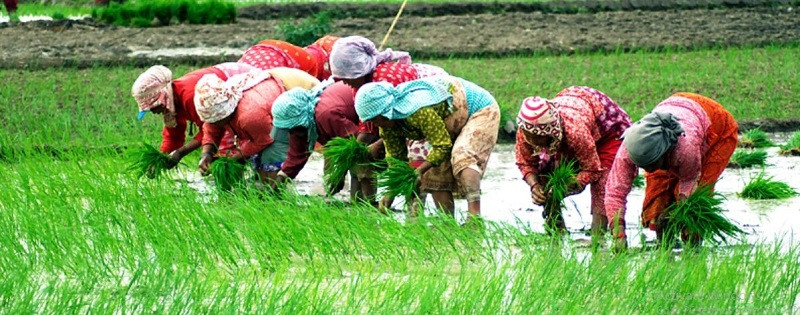गण्डकीमा ७९ हजार बढी हेक्टरमा रोपाइँ