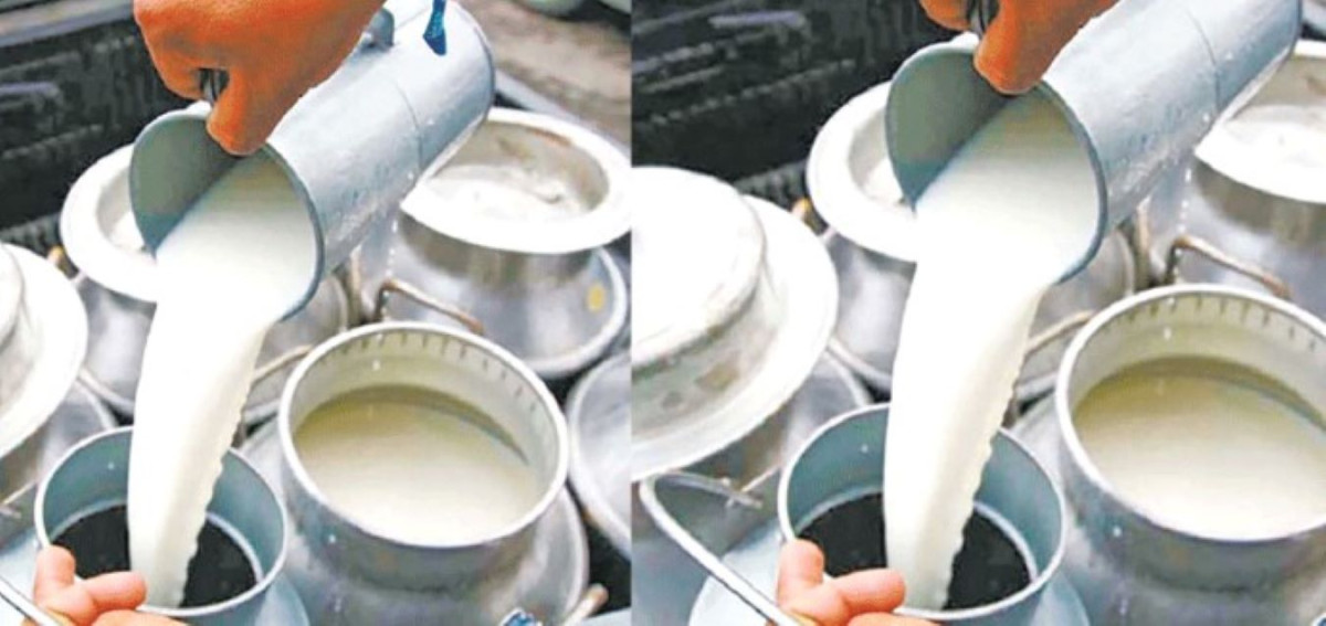 दूध उत्पादनमा प्रोत्साहनका लागि नगद अनुदान उपलब्ध गराइने