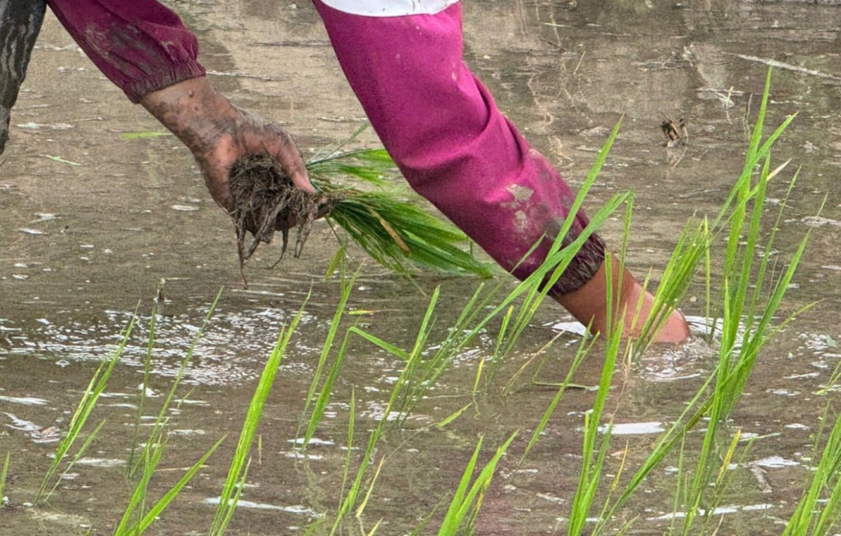मधेस प्रदेशमा ९५ प्रतिशत रोपाइँ
