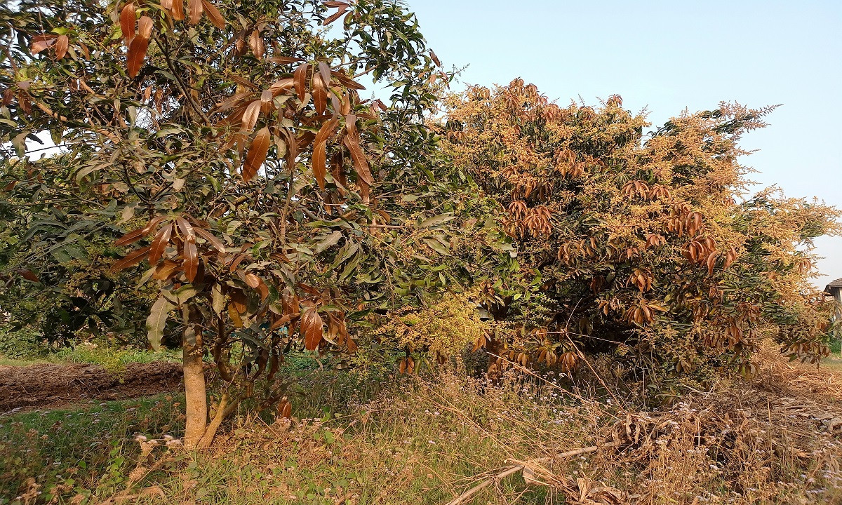 आँपमा लाग्ने मधुवा रोगले किसान चिन्तित