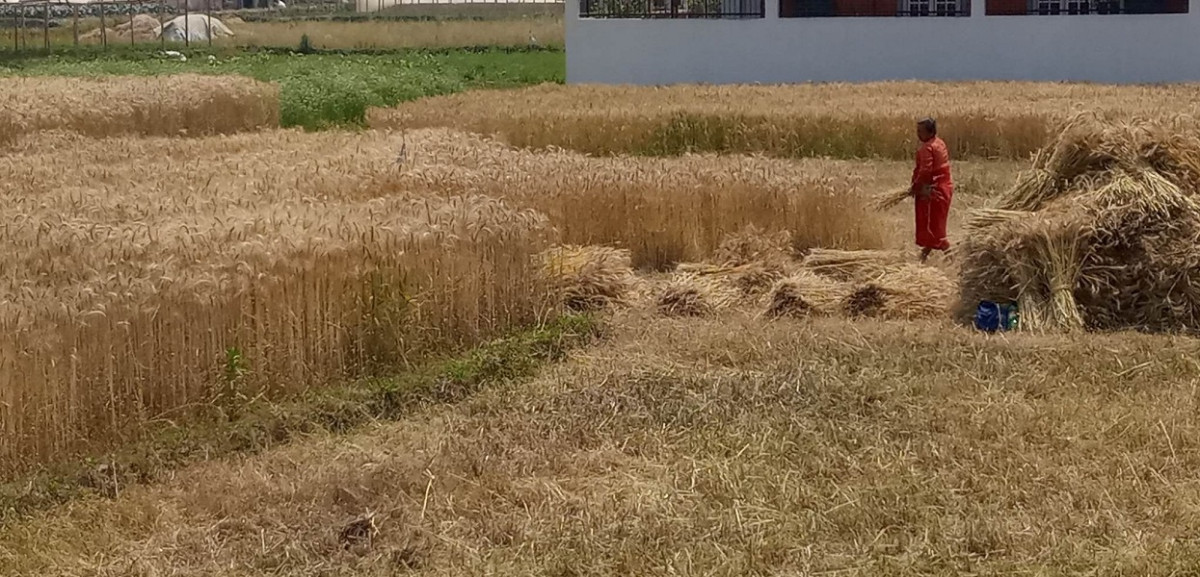 गहुँका नल सफाइ गर्दा खेतबारीमा आगो नलगाउन पालिकाको आग्रह