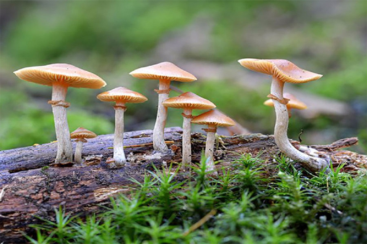 जङ्गली च्याउ खाँदा एक जनाको मृत्यु