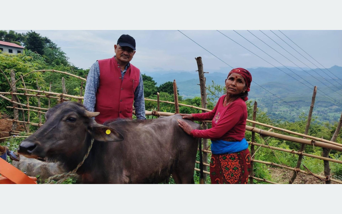 विपन्न परिवारलाई आयआर्जनसँग जोड्न पाडी वितरण