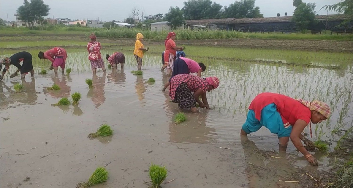 मधेश प्रदेशमा ७७ प्रतिशत धान रोपाइँ सकियाे