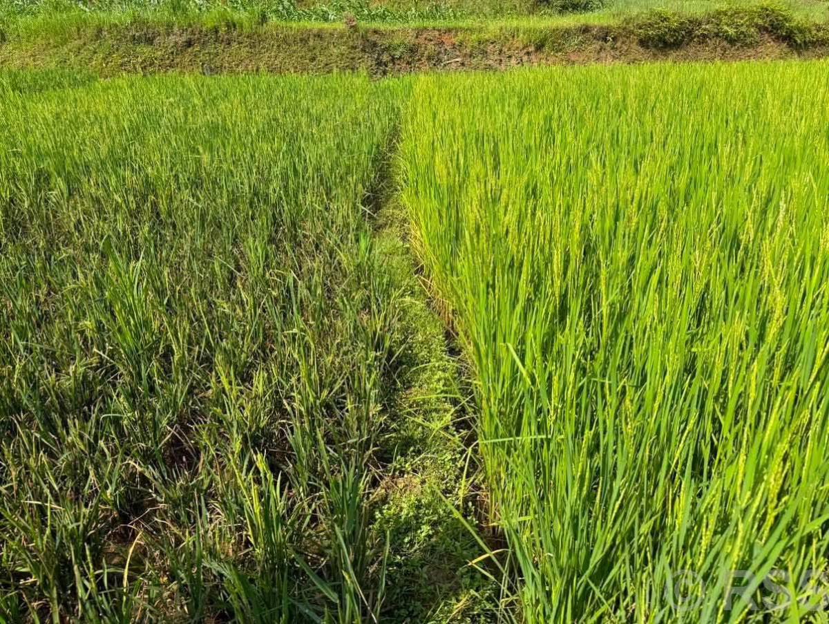 बाँदरले दुःख दिएपछि सामूहिक मार्सी धानखेती