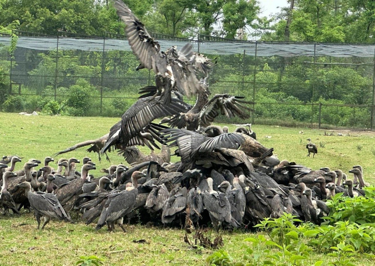 🦅 नेपालको आकाशमा गिद्धको पुनरागमन, संरक्षण प्रयासले देखायो ऐतिहासिक सफलता