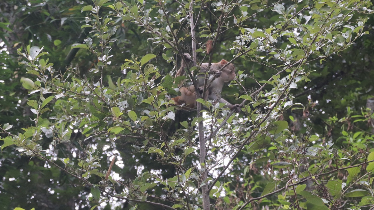 बाँदर छल्न भोजपुरका किसानको रोजाइमा घरतरुल खेती