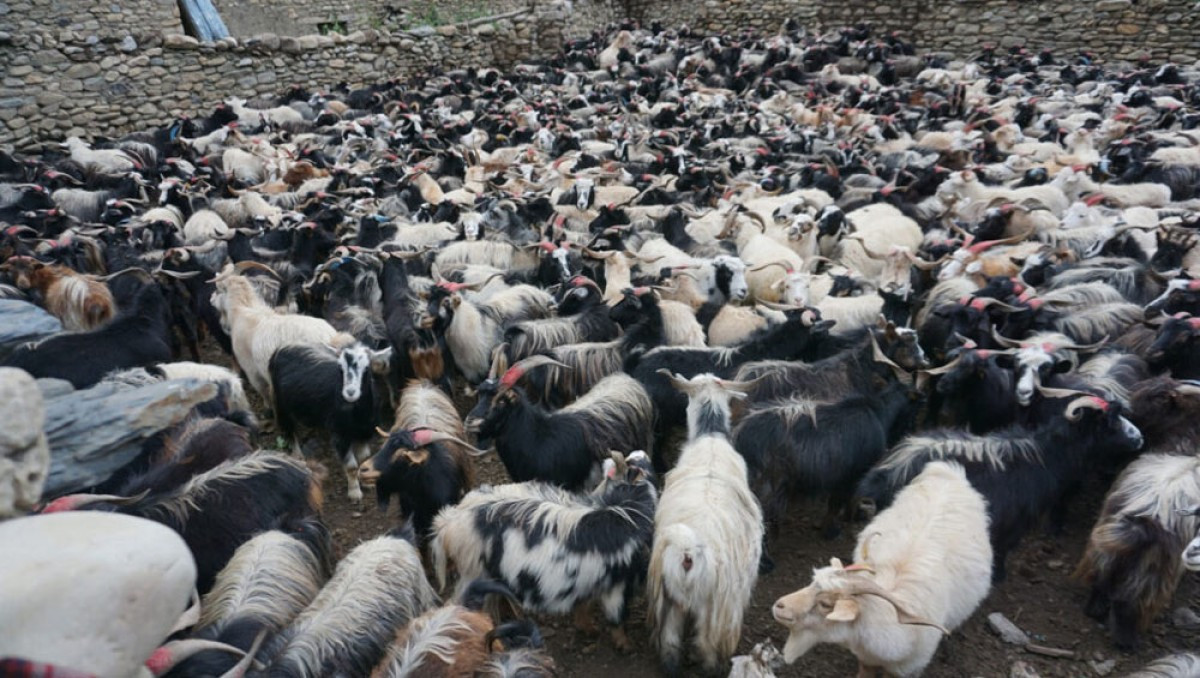 कोरला नाकाबाट भित्रिन थाले भेडाच्याङ्ग्रा, तीन दिनमा ४१९ वटा नेपाल आए