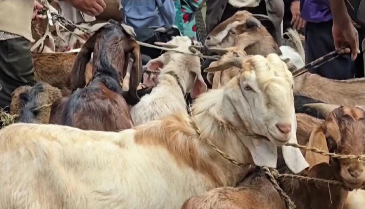 ओखलढुंगाकाे स्थानीय हाट-बजारमा खसी-बोकाको अभाव