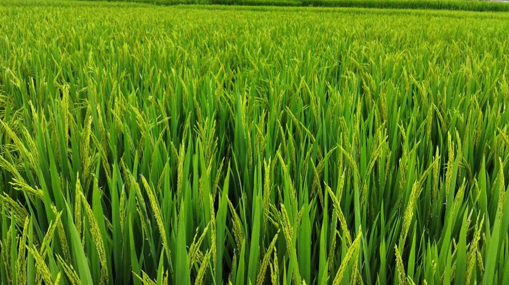 धानबालीमा रोग–कीराको समस्या: किसान चिन्तित