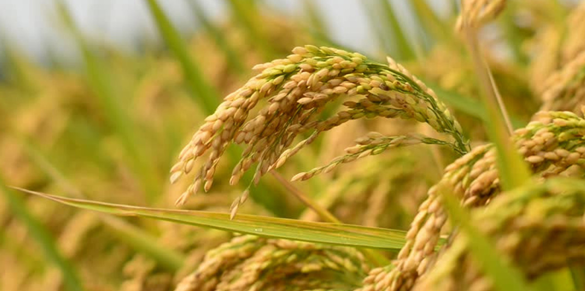 किसानलाई तत्काल धान नकाट्न मौसम विभागको आग्रह