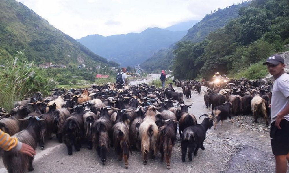 दसैँका लागि मुस्ताङमा भेडाच्याङ्ग्रा भित्रिन थाले, डोल्पाबाट मात्रै हजार बढी