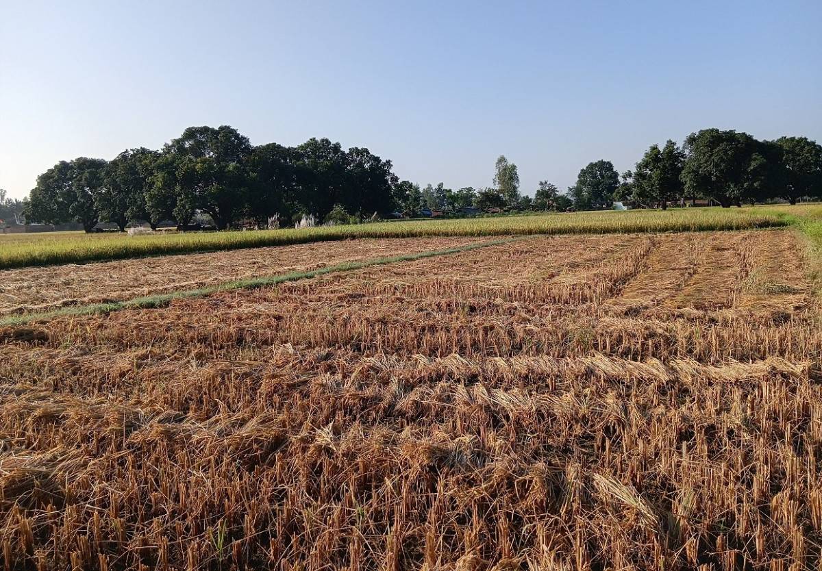 दसैँको सँघारमा किसानलाई धान भित्र्याउने चटारो