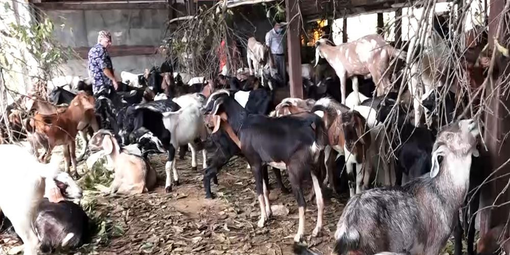 मुस्ताङको भीरदेखि शहरको तराजुसम्मः दशैँका लागि राजधानी भित्रिएका खसी, बोका र च्याङ्ग्रा