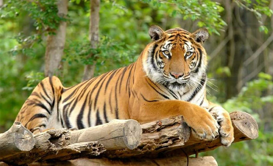 बाघको आहारा प्रजातिको सर्वेक्षण सुरु